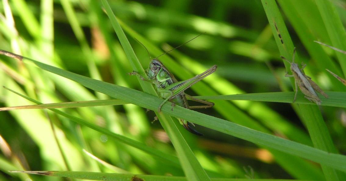 Des espèces rares et protégées vivent à Ronchin, comme ici la sauterelle Decticelle Bariolée